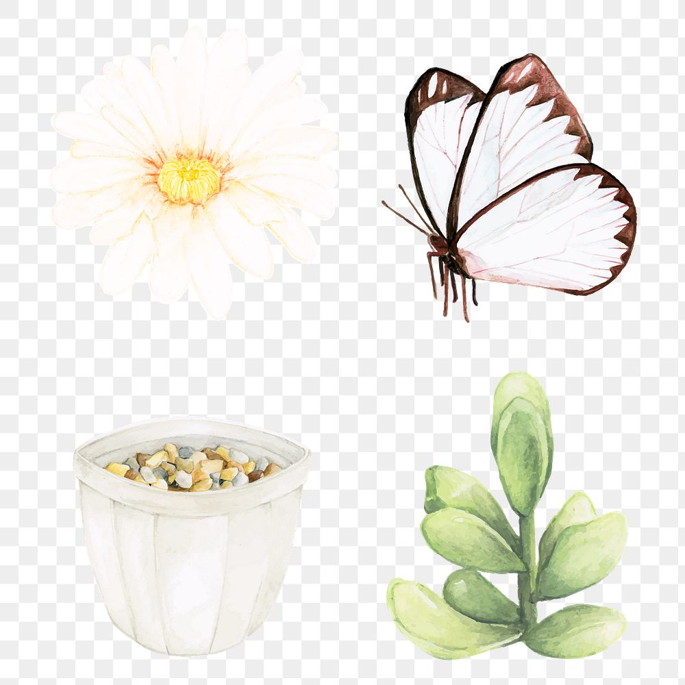 Butterfly and succulent png set