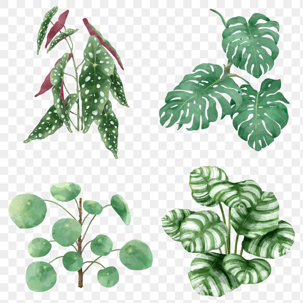 Tropical png watercolor plant set