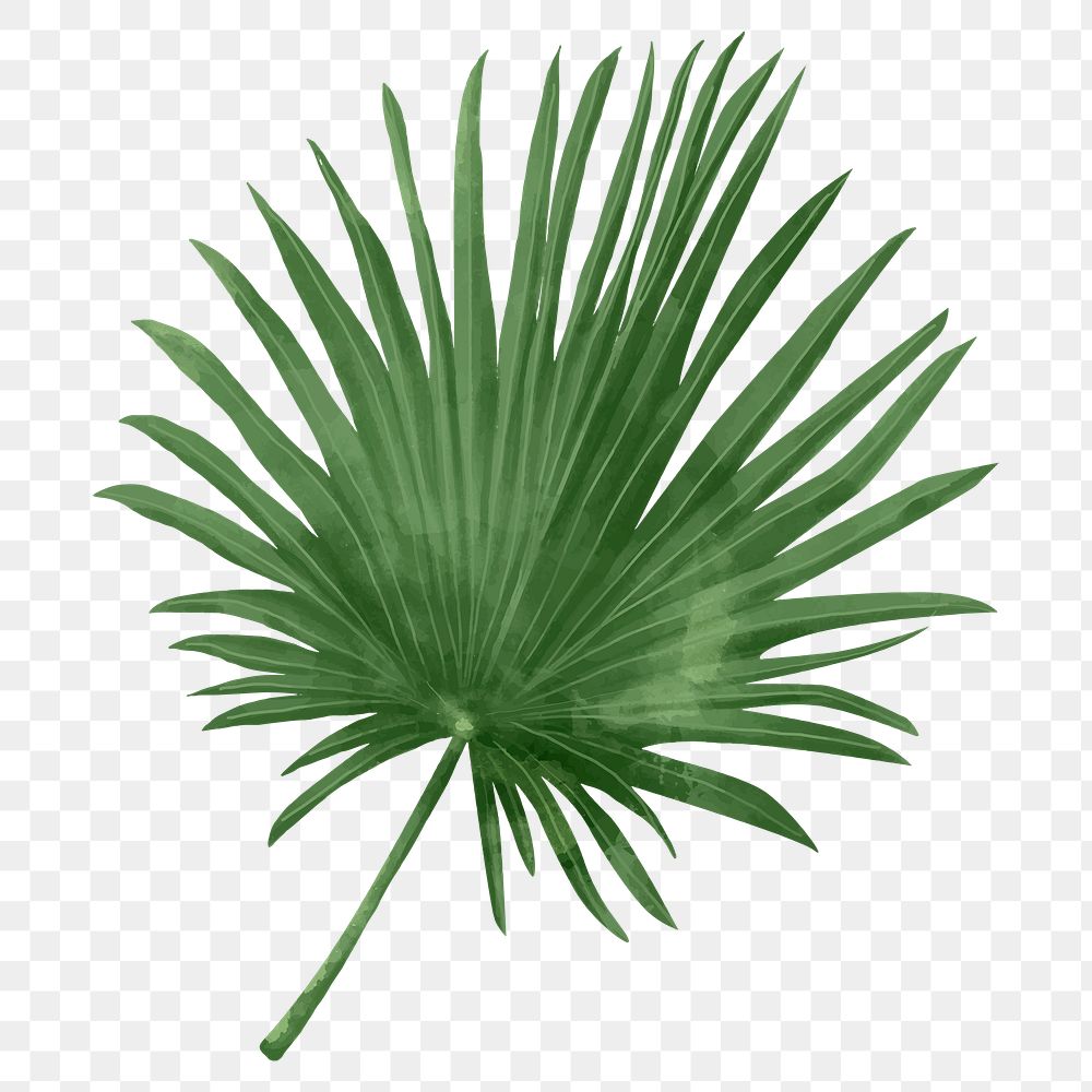 Png fan palm leaf watercolor botanical