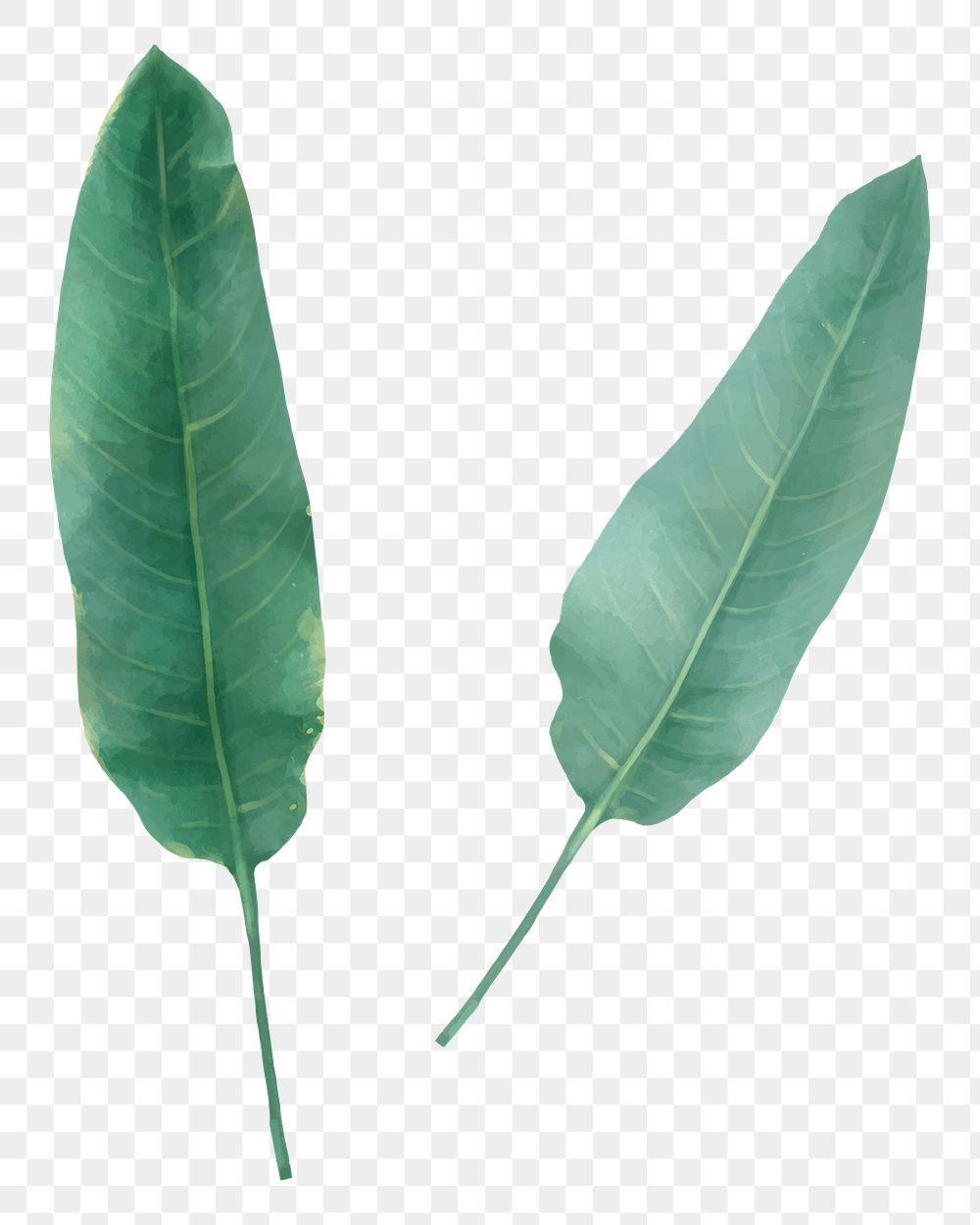 Png strelitzia watercolor leaf botanical