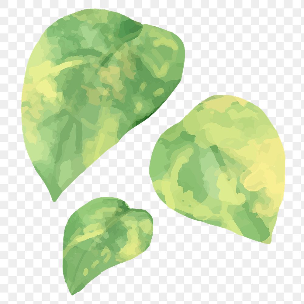 Png pothos watercolor leaf botanical