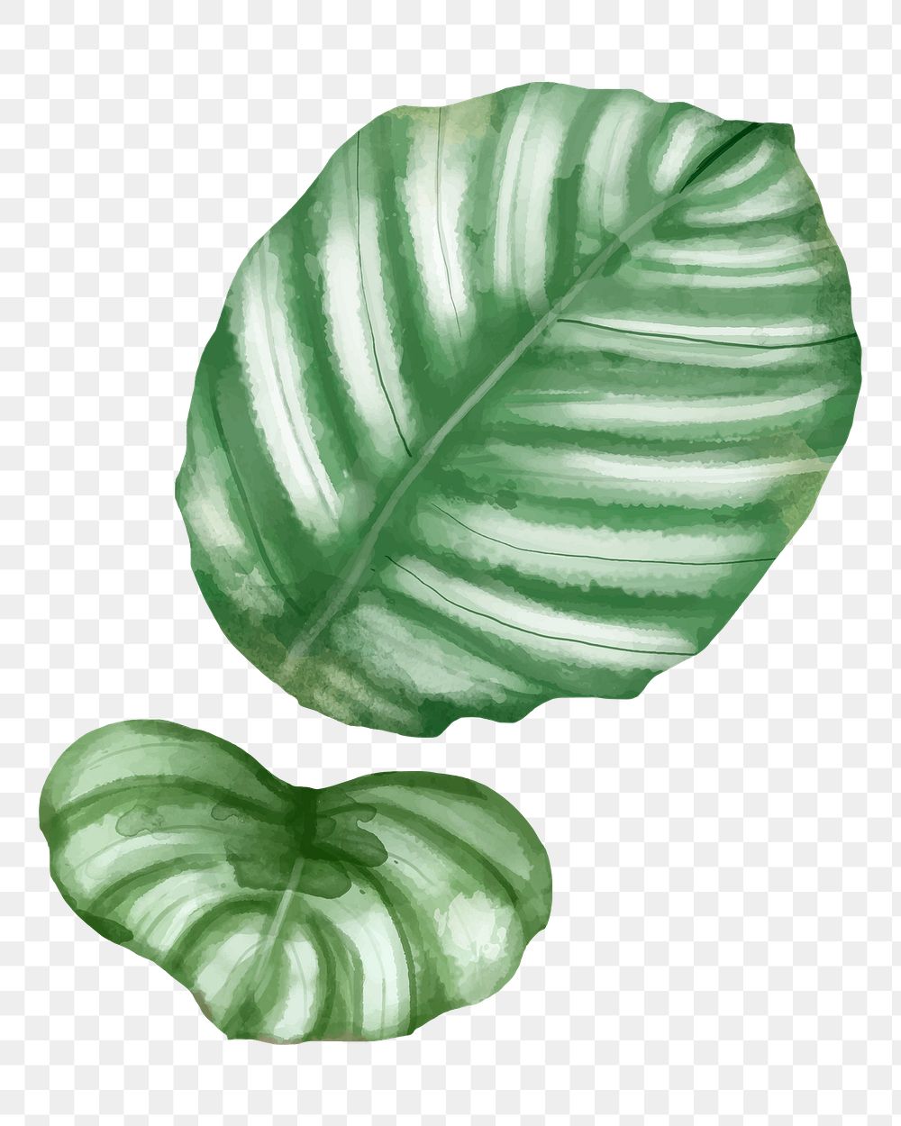 Watercolor png calathea orbifolia tropical