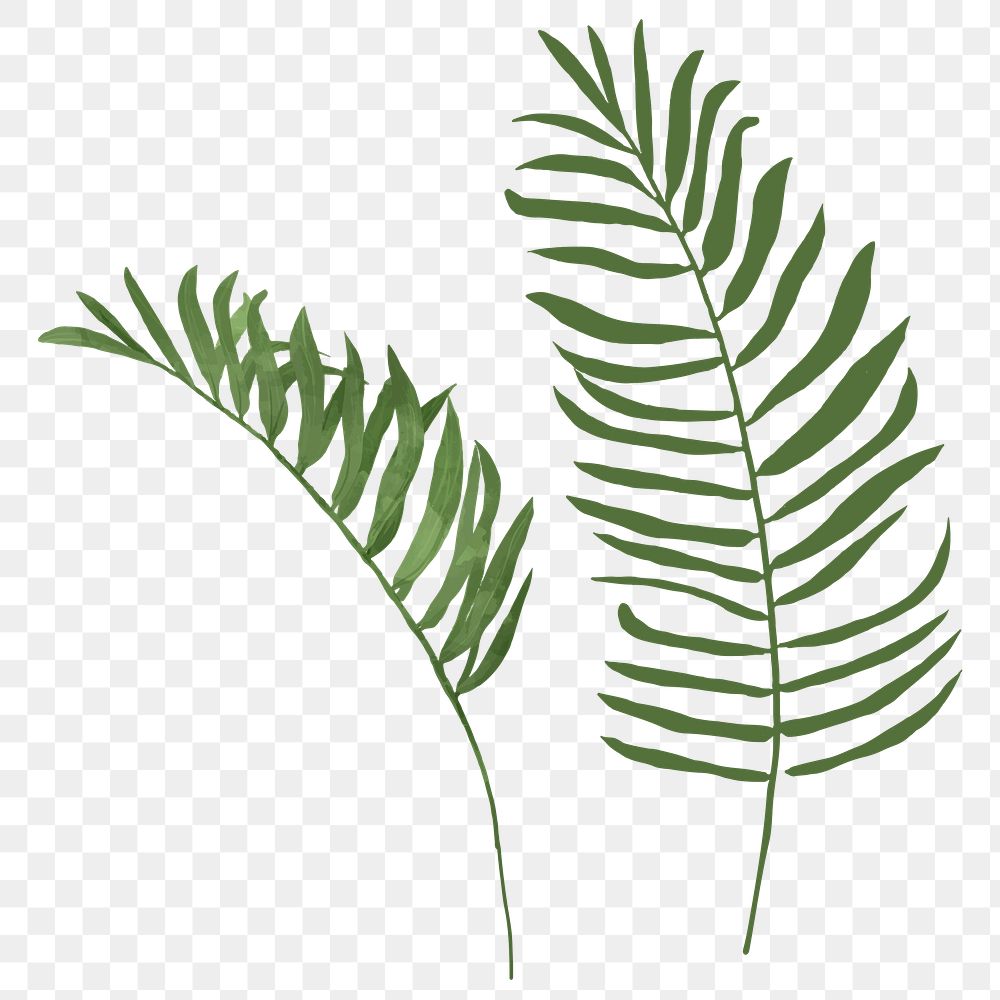 Png areca palm watercolor leaf botanical