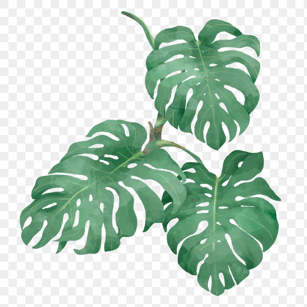 Png monstera watercolor leaf botanical