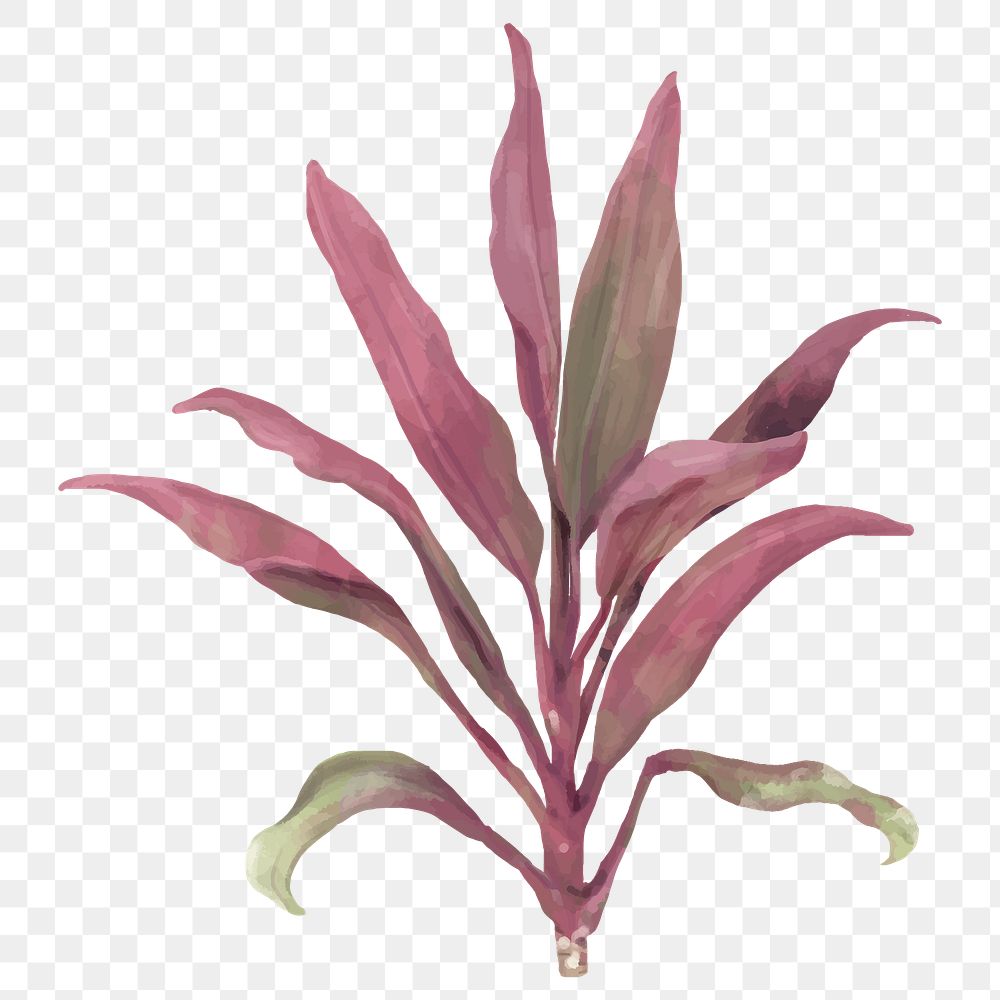Png cordyline fruticosa watercolor leaf botanical