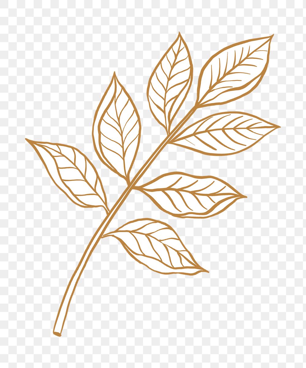 Brown leaf png clipart, vintage botanical illustration