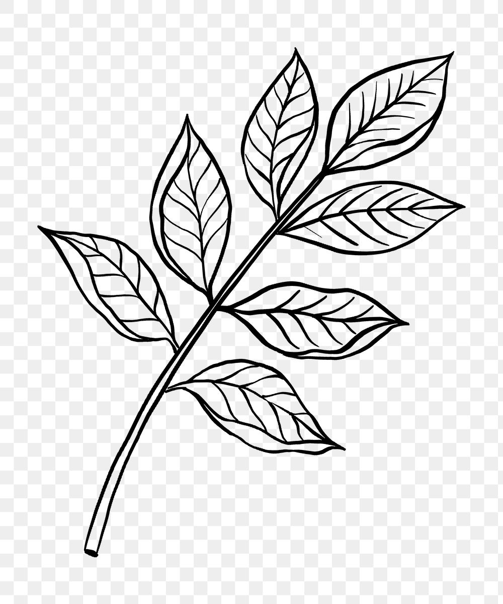 Black leaf png clipart, vintage botanical illustration