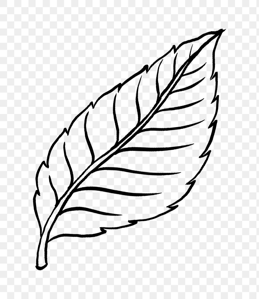 Ivy leaf drawing sketch Black and White Stock Photos & Images - Alamy