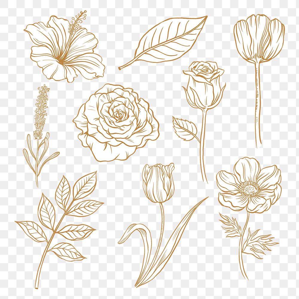 Vintage flower png clipart, brown botanical illustration collection