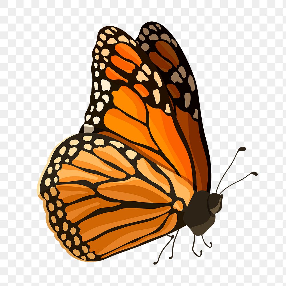 Orange butterfly png sticker, watercolor illustration