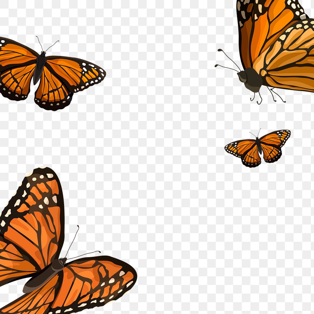 Png butterfly border transparent background