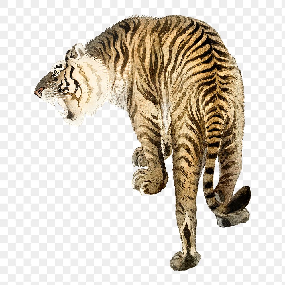 Roaring tiger png sticker, animal realistic illustration on transparent background