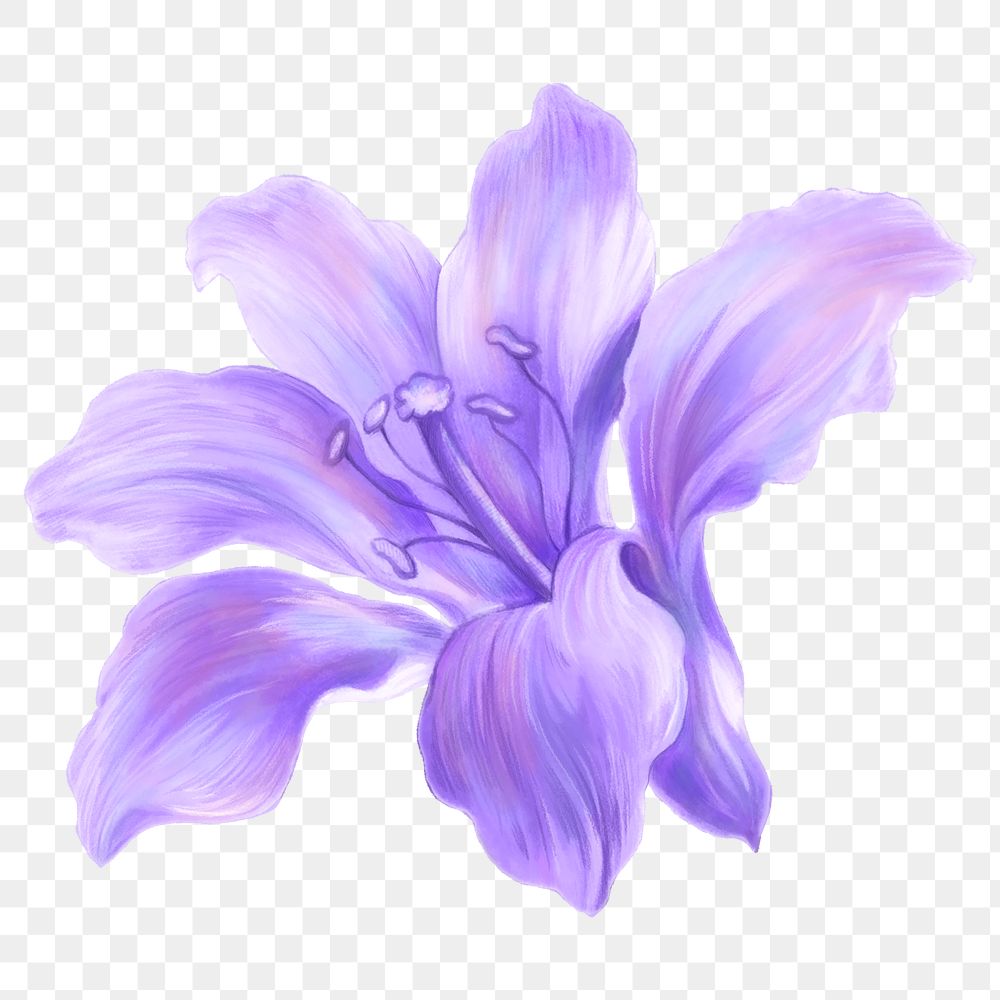 Lily png sticker, purple aesthetic design, transparent background