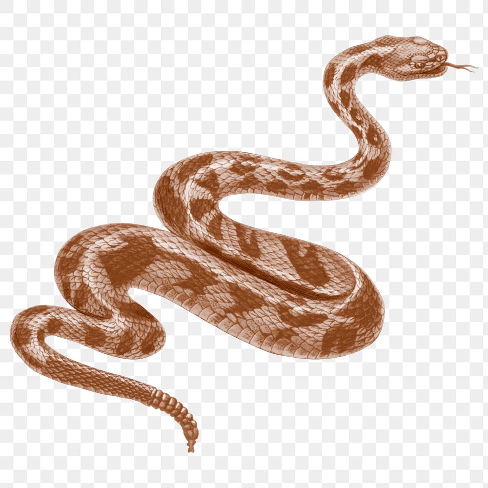 Brown snake png sticker, transparent background
