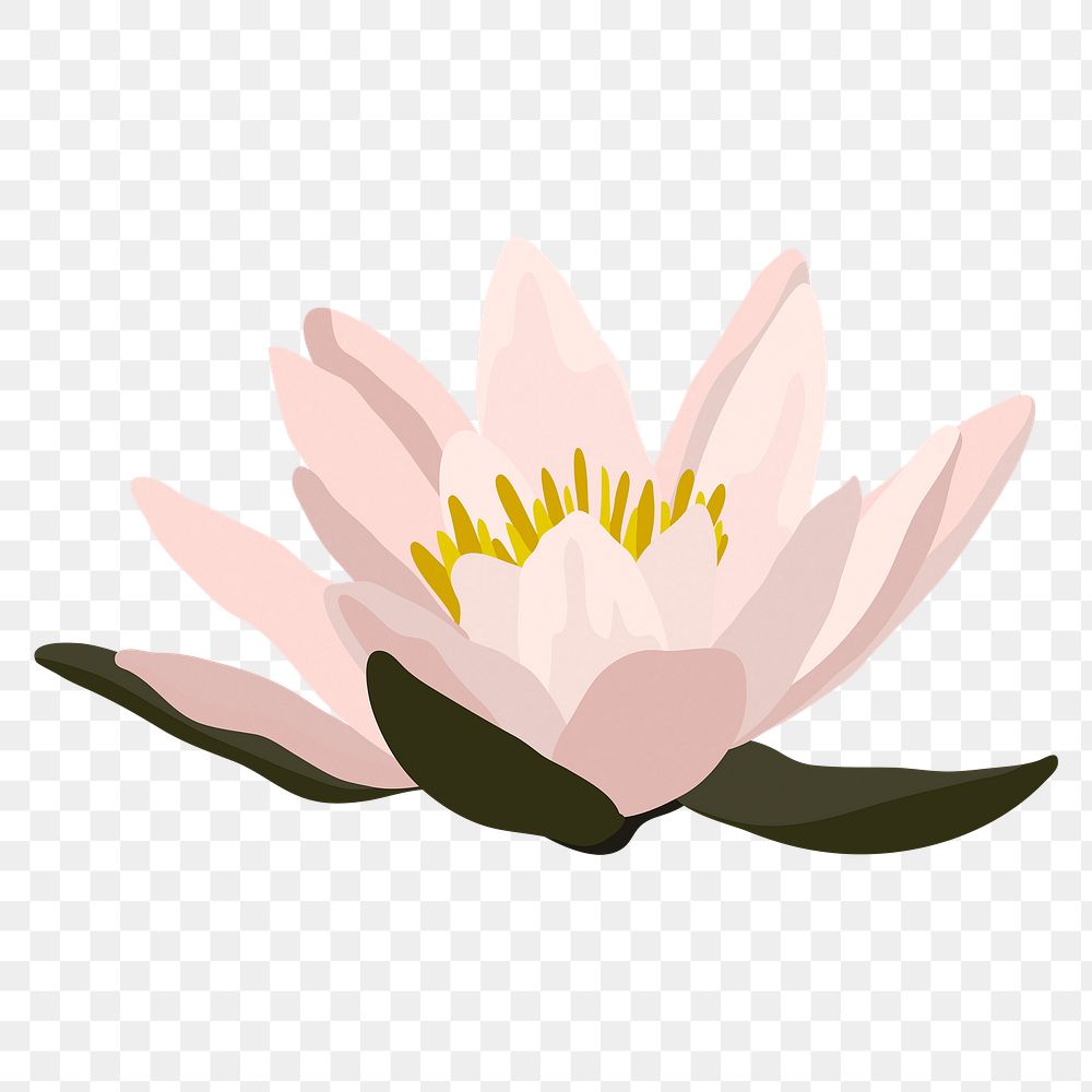 Lotus png sticker, transparent background