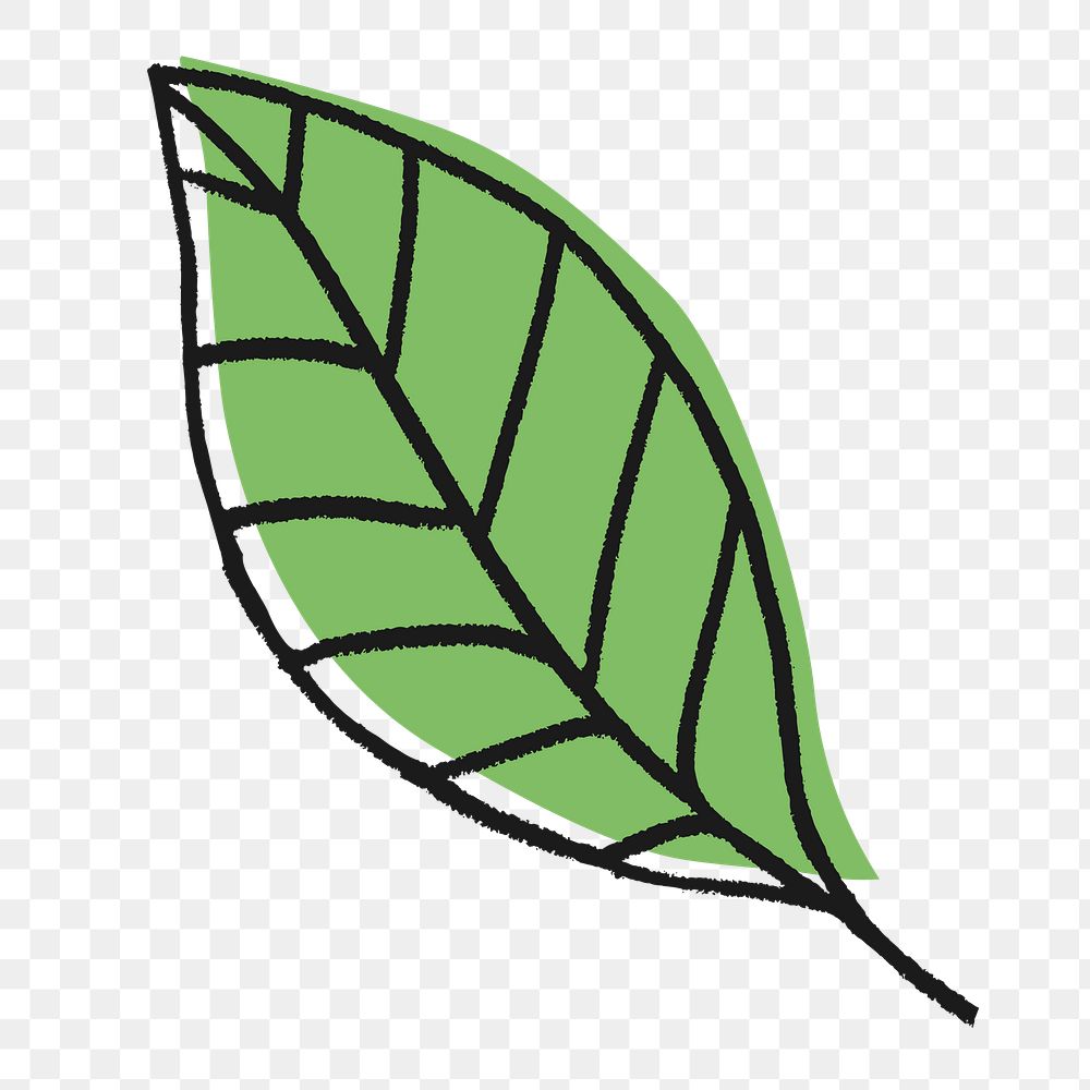 Png ash tree leaf collage element, line art design on transparent background