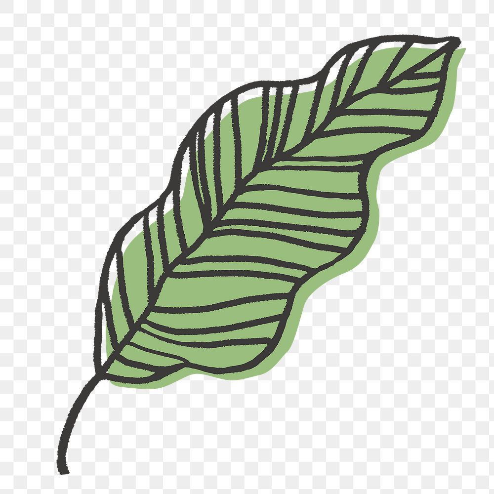 Guava leaf png sticker, line art design on transparent background