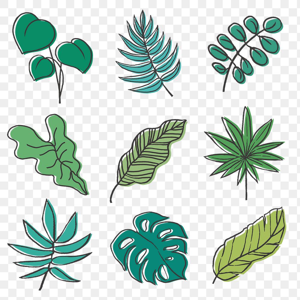 Leaf png sticker set, line art nature design on transparent background