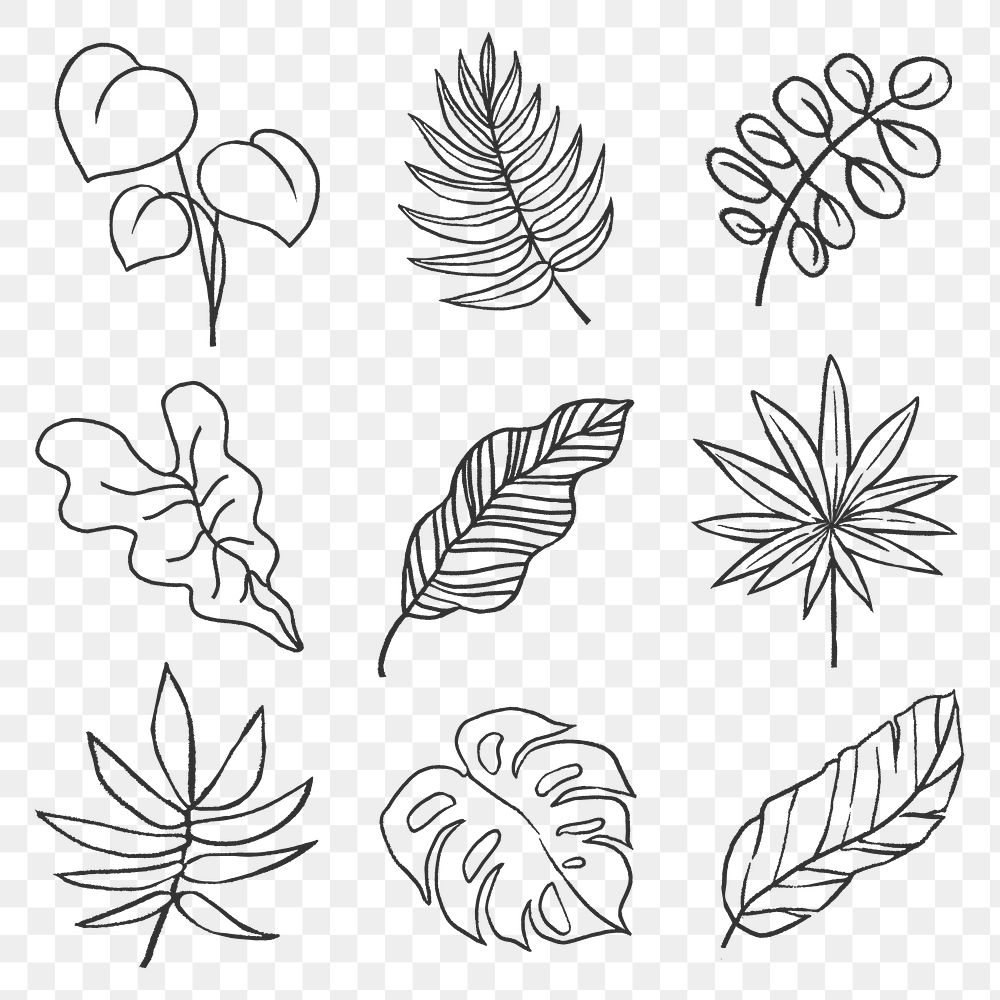 Leaf png sticker set, line art nature design on transparent background