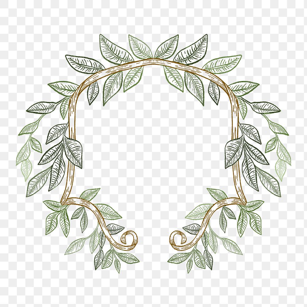 Leaf png frame, botanical illustration, transparent background