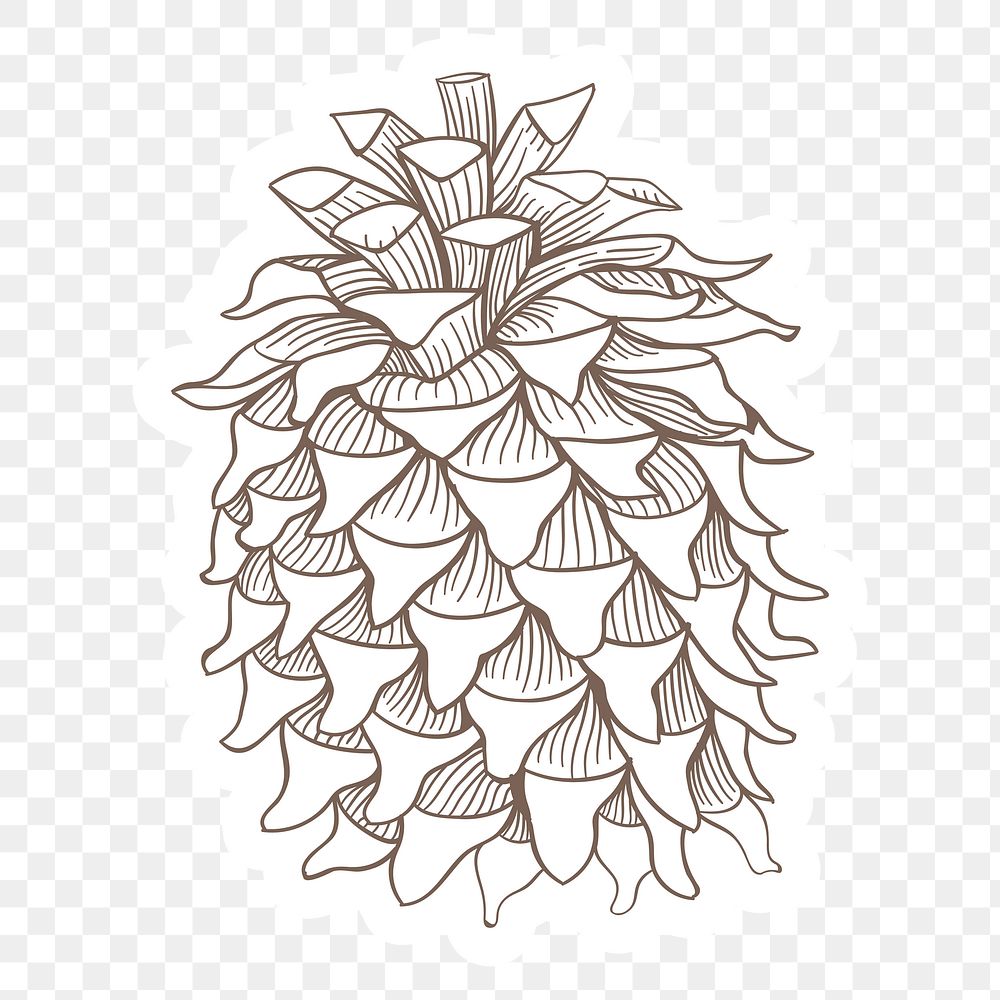 Coulter pine cone sticker with a white border design element