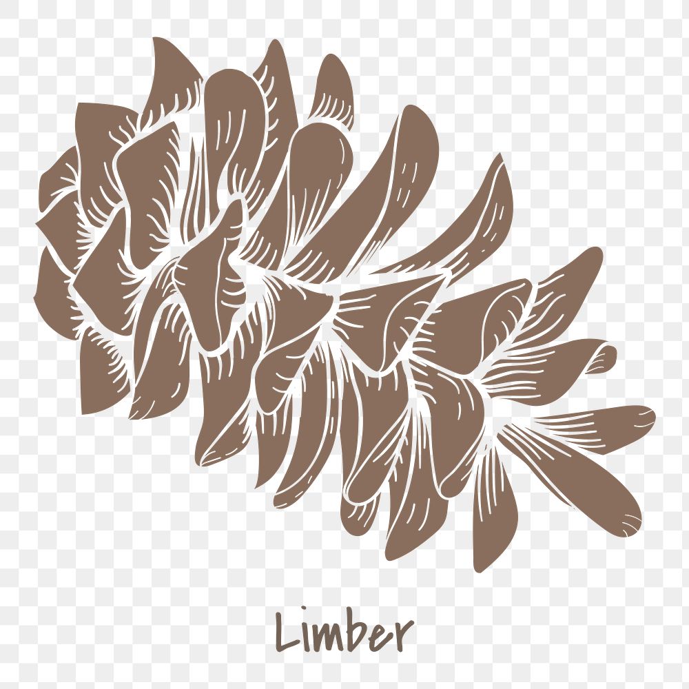 Limber cone sticker design element