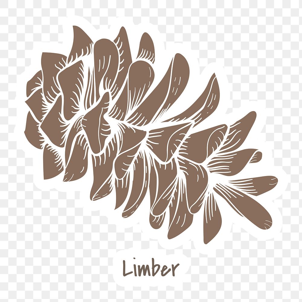 Limber cone sticker with a white border design element