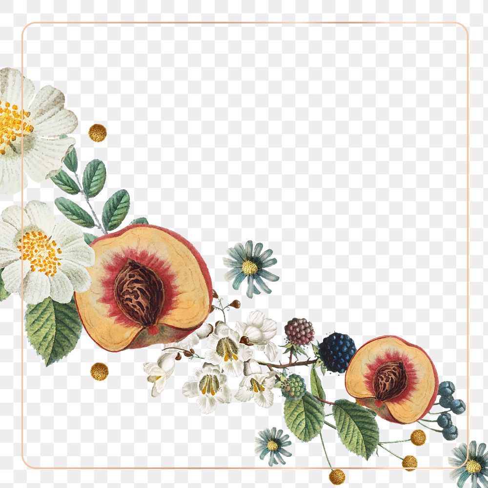 Peach and white flower png border frame hand drawn illustration