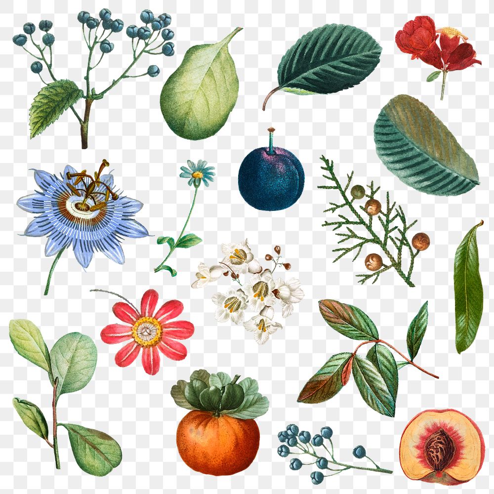 Fruit and flower png sticker vintage set hand drawn illustration