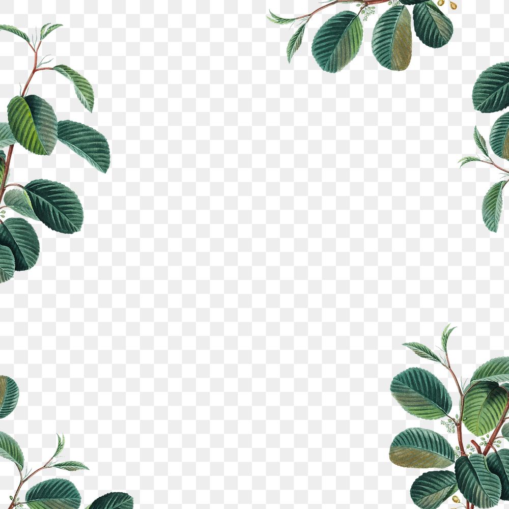 Png  leaf frame border transparent background