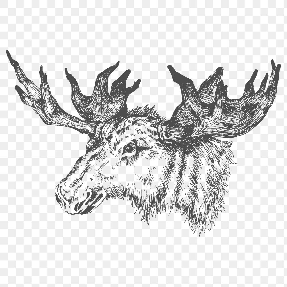 Hand drawn moose head  transparent png