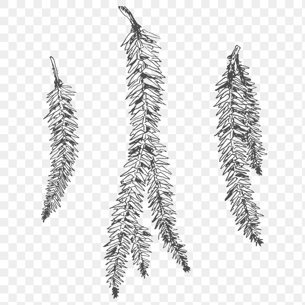Hand drawn pine branches transparent png
