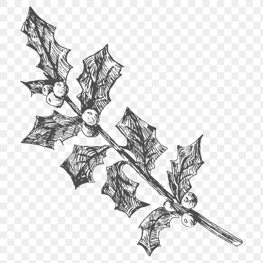 Hand drawn holly branch  transparent png