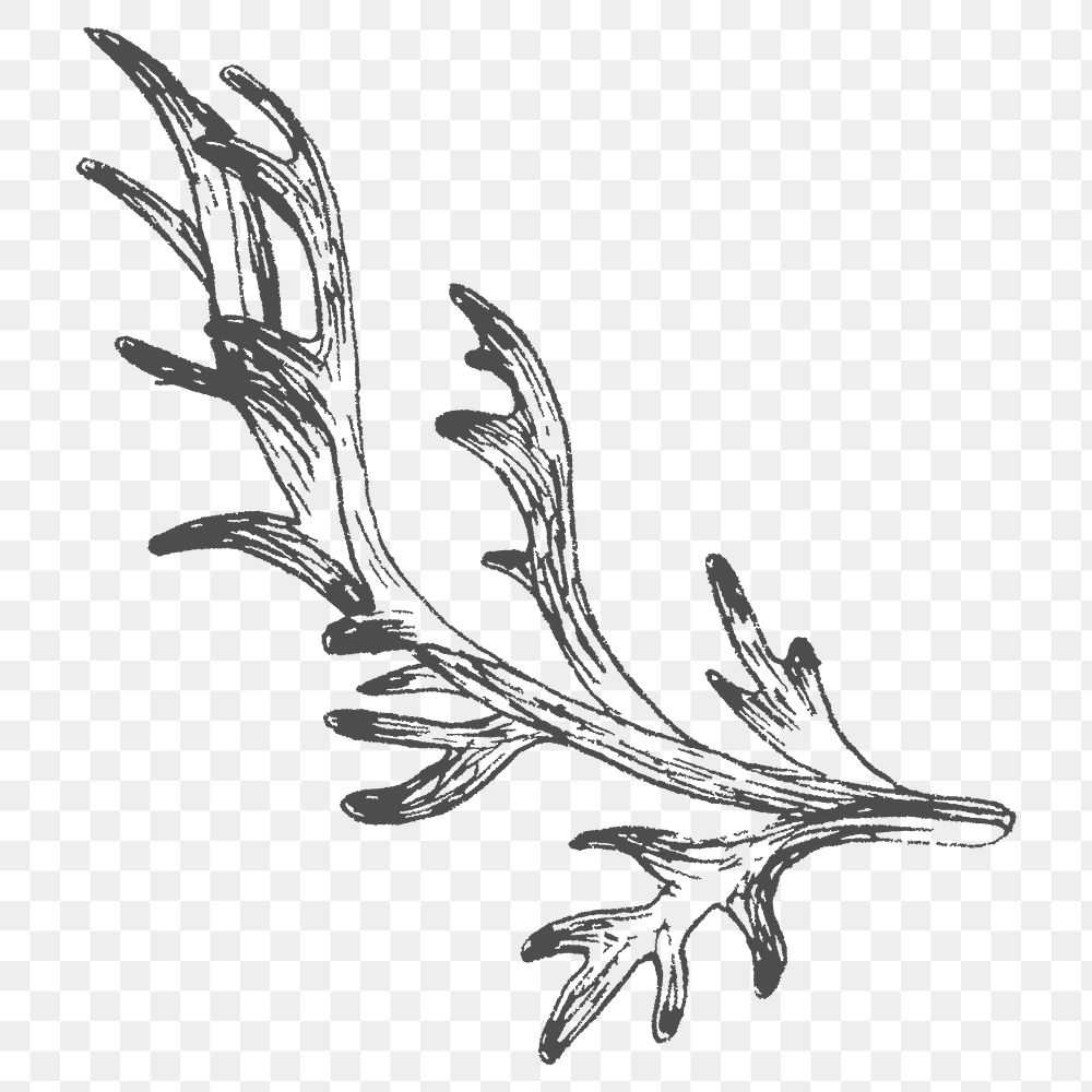 Hand drawn leaf branch  transparent png
