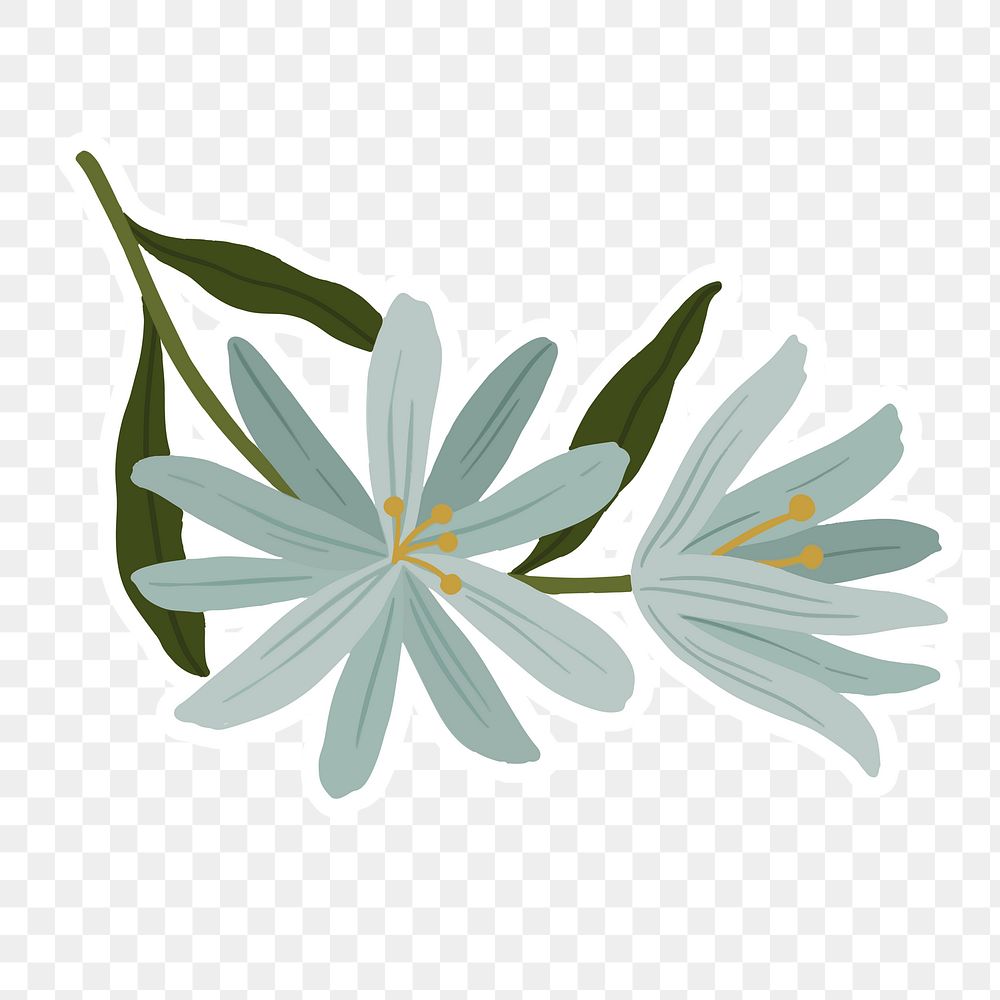 Blooming early scilla flower transparent png