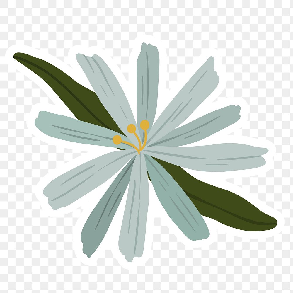 Blooming early scilla flower transparent png