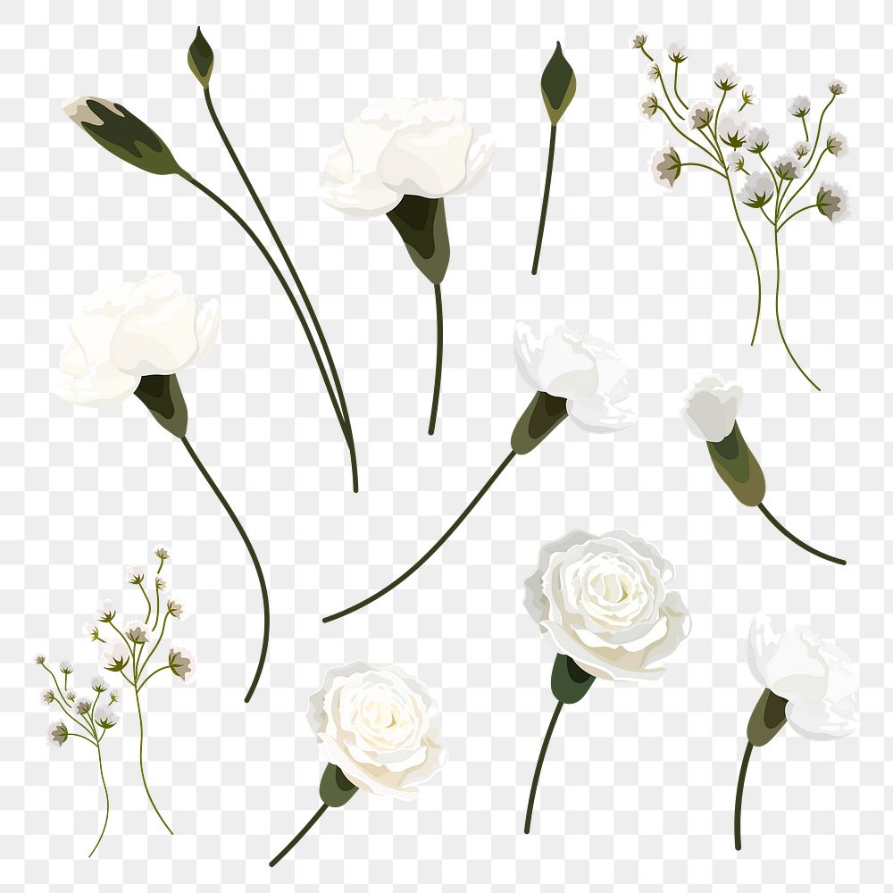 White carnation design element collection transparent png