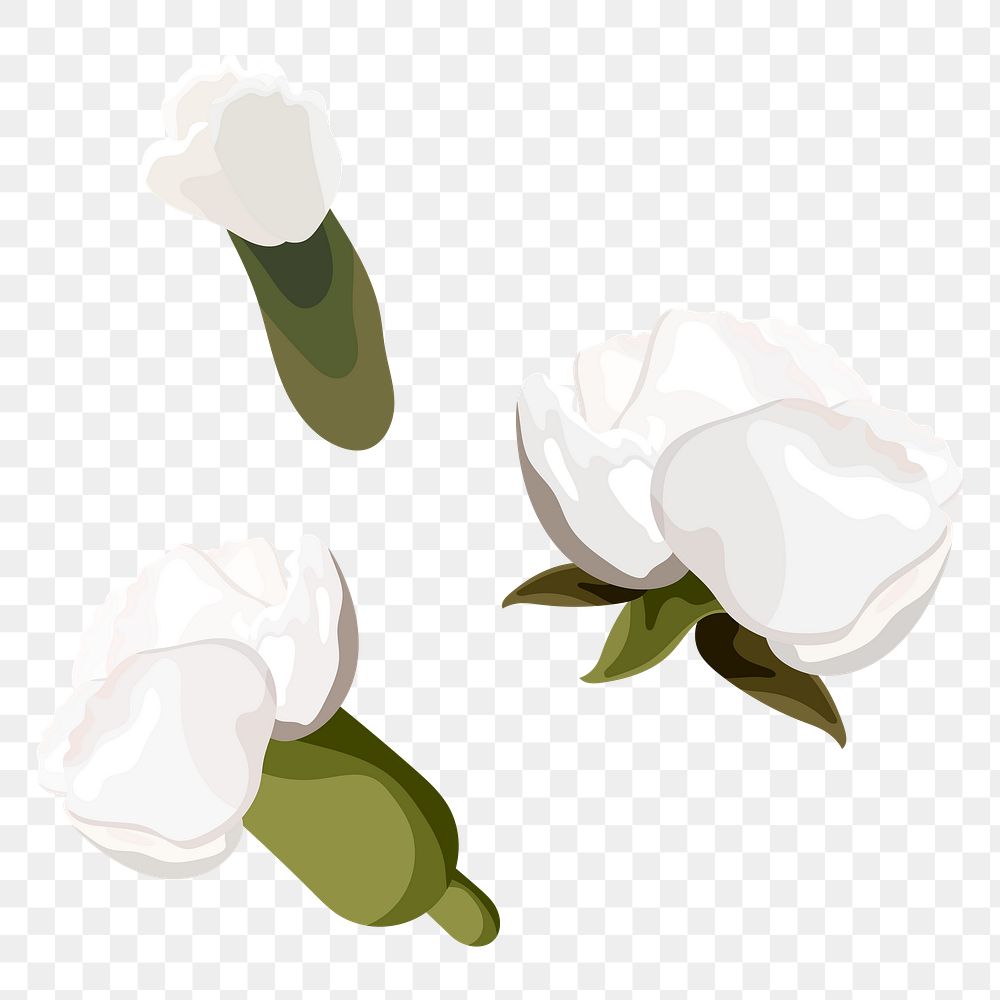 White carnations design element collection transparent png