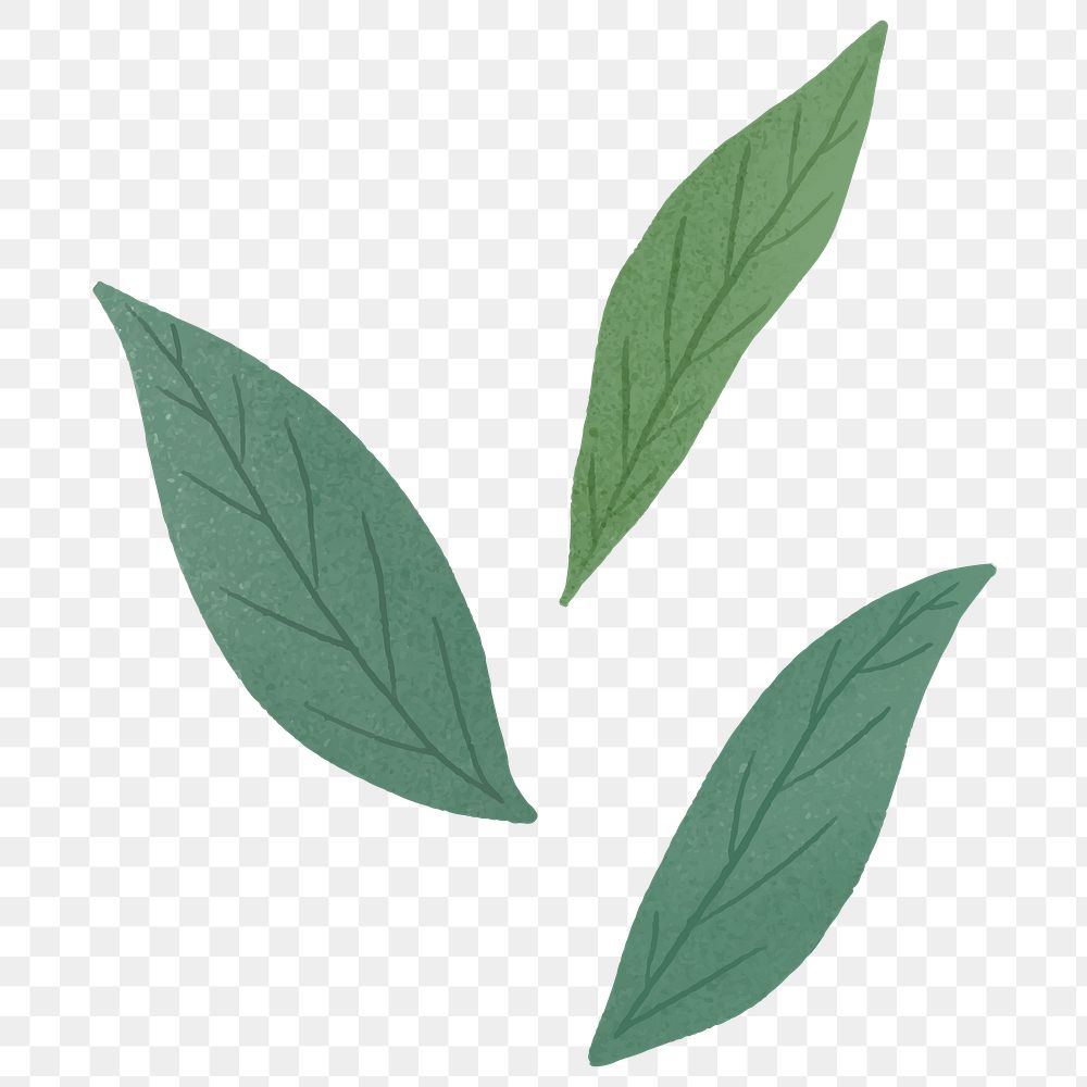 Three green leaves design element transparent png