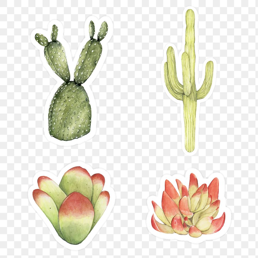 Set of cactus and succulent watercolor sticker doodle transparent png
