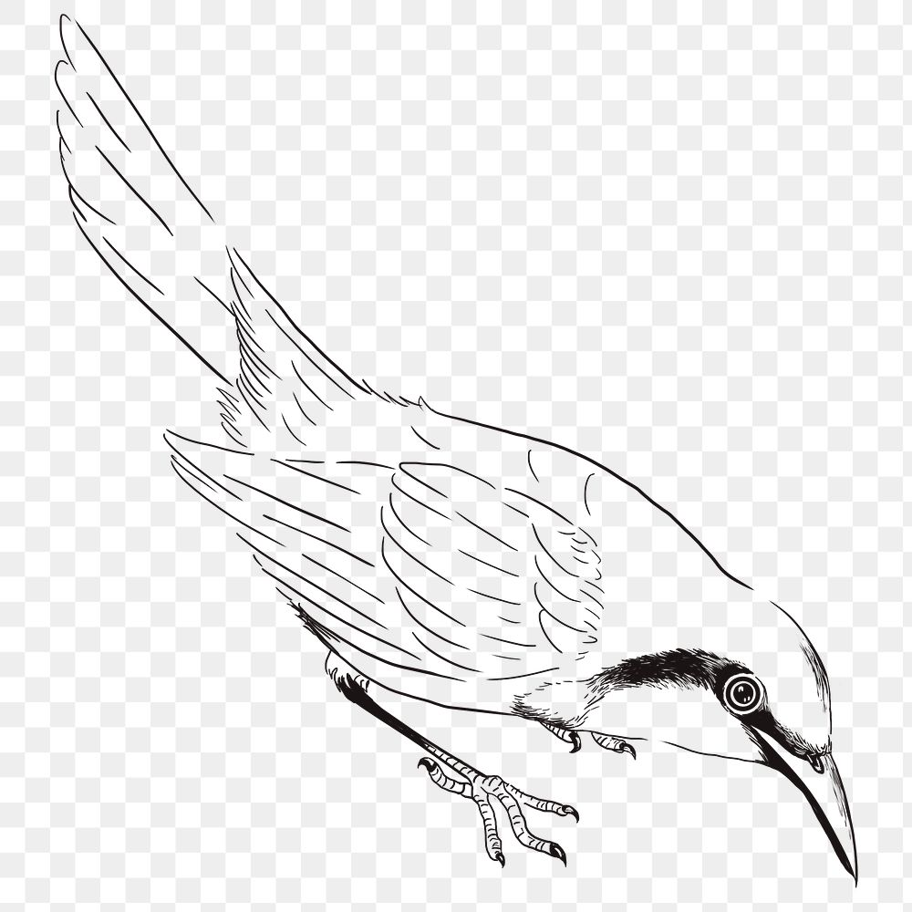 Hand drawn gorgeous bushshrike bird transparent png