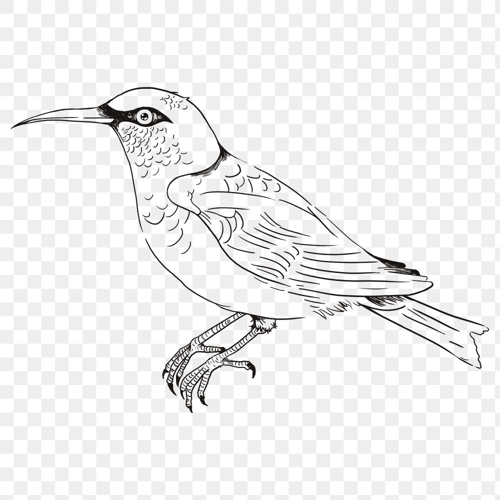 Hand drawn honeycreeper bird transparent png