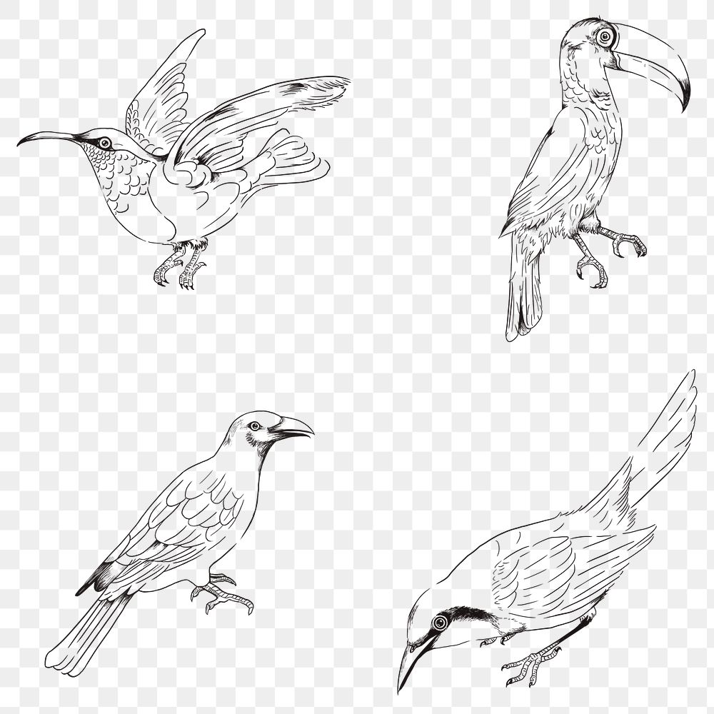 Hand drawn birds collection transparent png