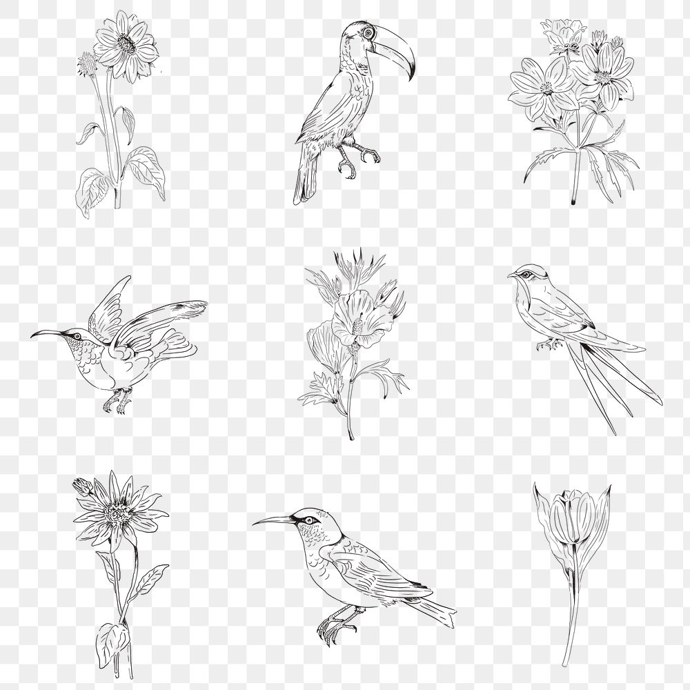 Hand drawn birds and flowers collection transparent png