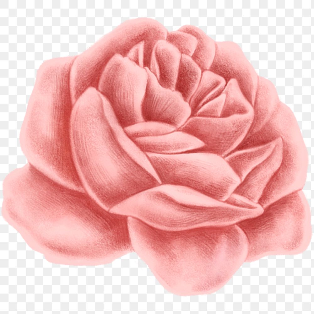 Vintage rose flower transparent png