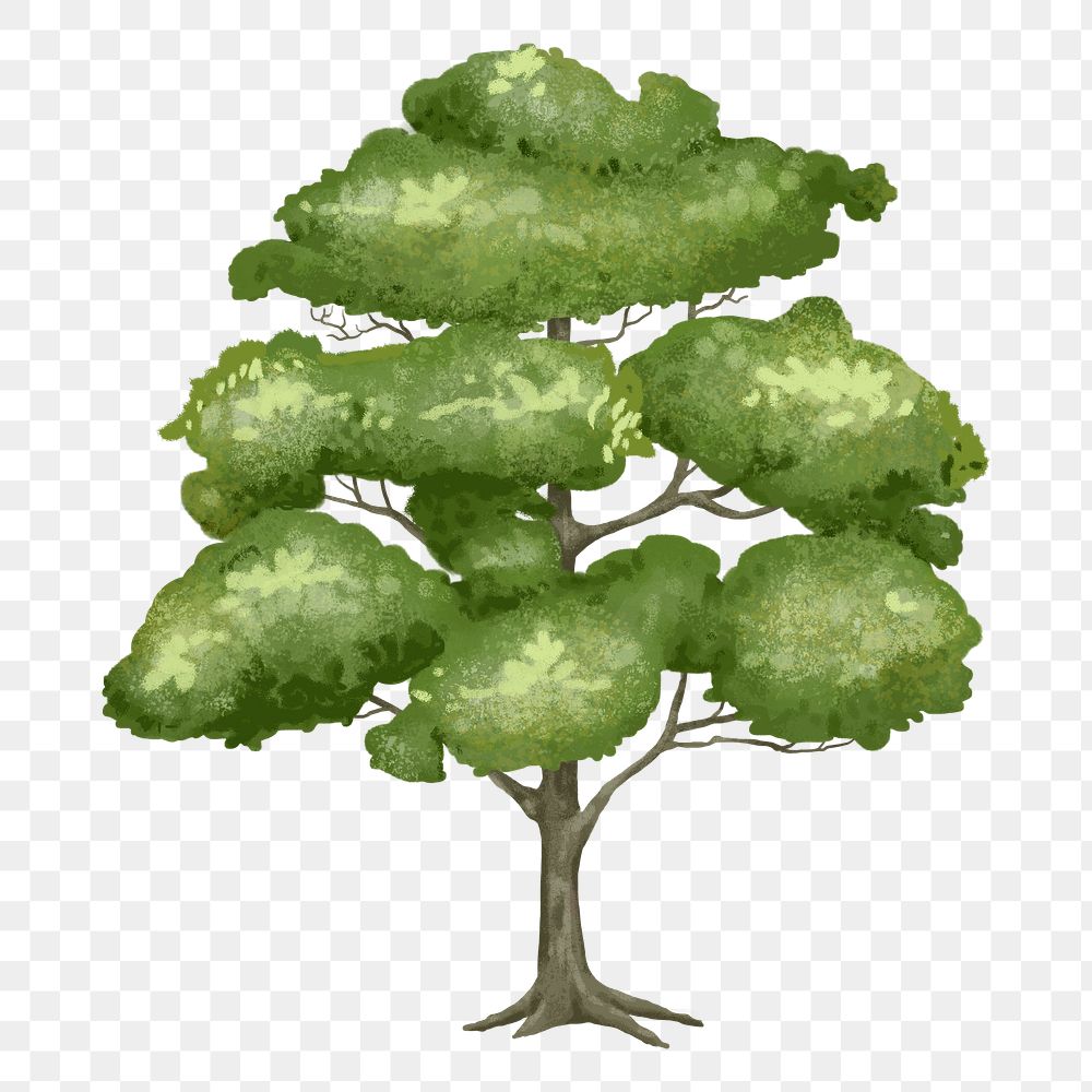 Elm tree png design element