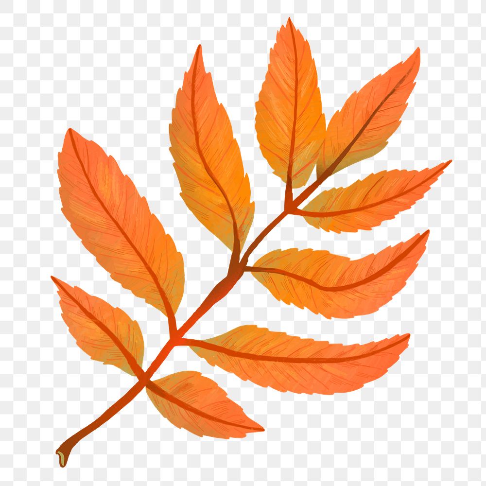 Png hand drawn ash element fall leaf