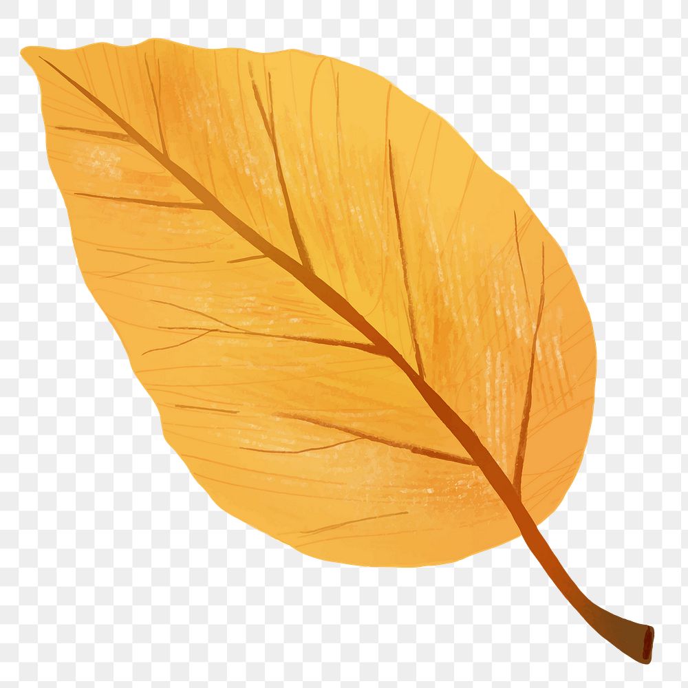 Png hand drawn beech element autumn leaf