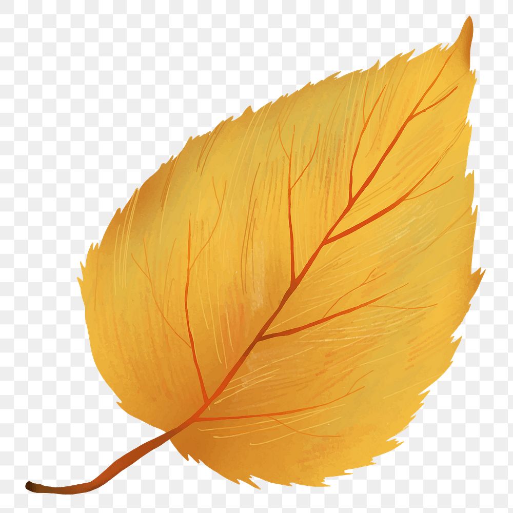 Png hand drawn birch element fall leaf
