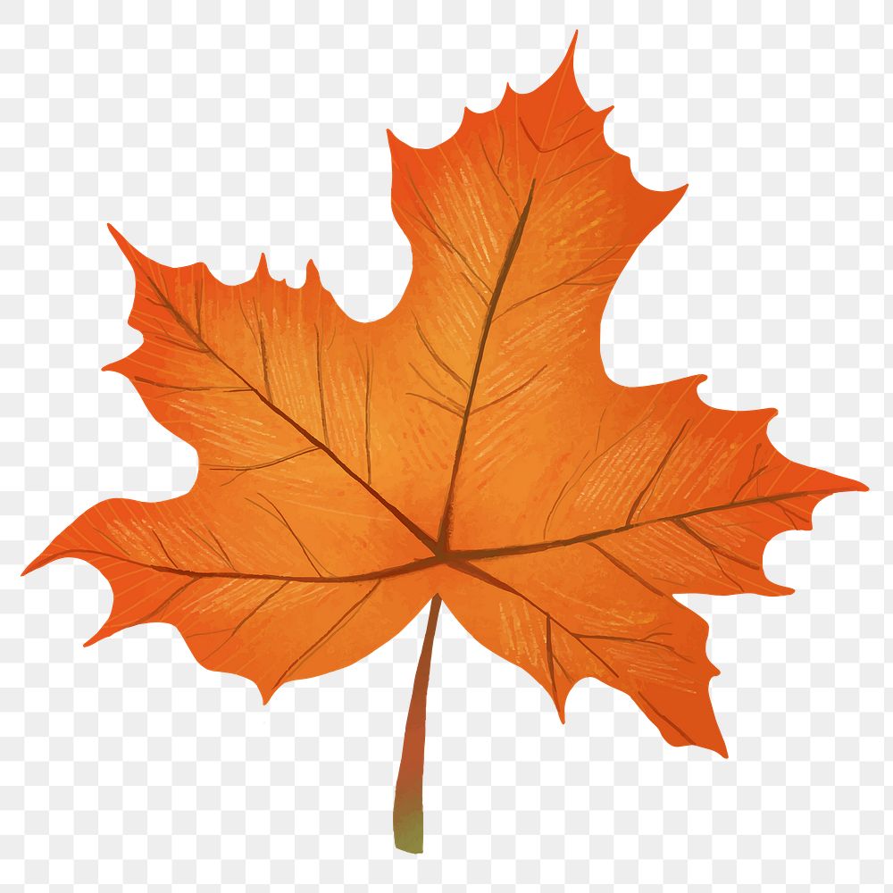 Png hand drawn maple element fall leaf